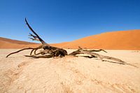 Dead Shapes - De Gevallene