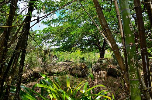 Bos met bamboe in Miami Zoo