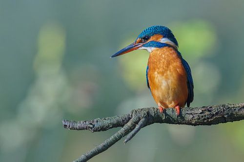 IJsvogel