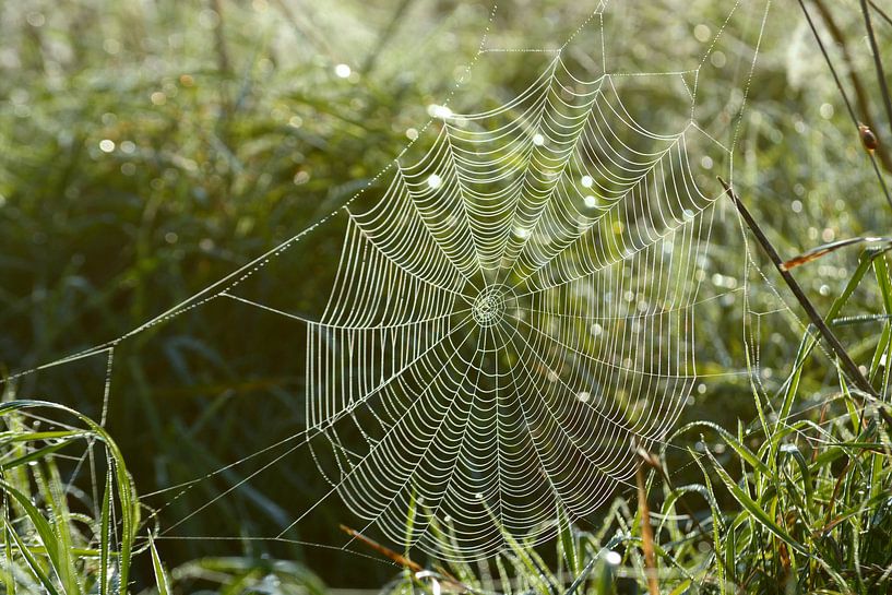 Pflanzen im Morgennebel mit Tau auf Spinnennetz von Trinet Uzun