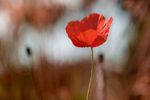 Mohnblume im Gegenlicht