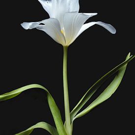 Tulipe blanche sur Ineke VJ