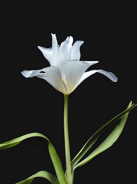 Tulipe blanche par Ineke VJ
