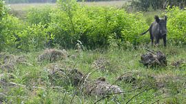 Herten, Zwijnen sur Gijs van Veldhuizen