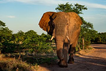 Elephant in Mapungubwe National Park, South Africa by Paula Romein