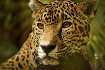 Jaguar van Diana Stubbe