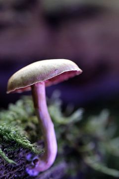 Purple paddenstoel II van Nienke Castelijns