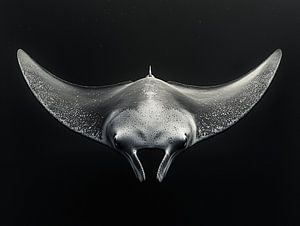 Raie Manta
