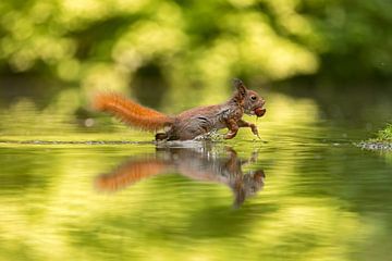 jumping squirrel by gea strucks