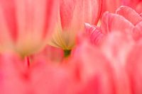 tulips red,pink