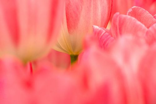 tulips red,pink