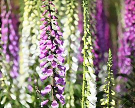 Wildblumen (digital bearbeitetes Foto) von Rini Kools