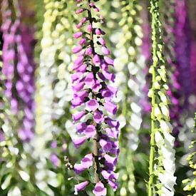 Fleurs sauvages (photo retouchée numériquement) sur Rini Kools