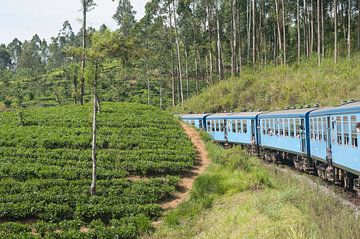 Sri Lanka trein en thee van Richard Wareham