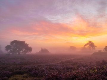 in vuur en vlam van snippefotografie