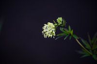 Bloem