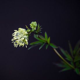 Bloem sur Femke van der Land