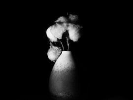 Cotton in a vase by Maikel Brands