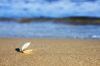 Een open schelp op het strand van Frank Herrmann thumbnail