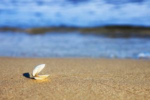 Eine offene Muschel am Strand