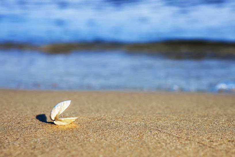 Eine offene Muschel am Strand von Frank Herrmann