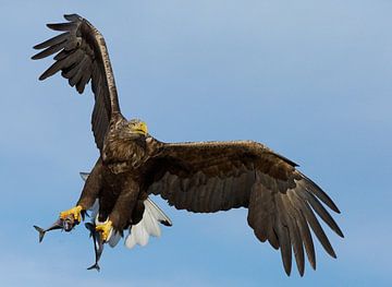 White-tailed Eagle in flight with two caught fish by Beschermingswerk voor aan uw muur