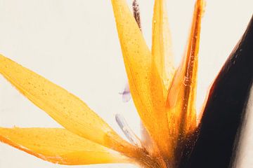 Strelitzia in ice 2 by Marc Heiligenstein