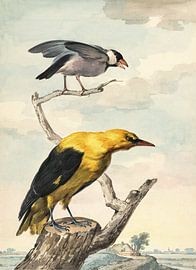 Paysage avec un oiseau de riz et un Wielewaal sur une souche d'arbre, Aert Spectan sur Teylers Museum