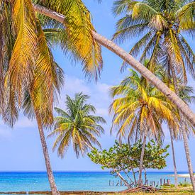 Tropical beach with palm trees and clear blue sea in Cuba by Patricia Hofmeester