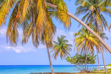 Tropischer Strand mit Palmen und blauem Meer in Kuba