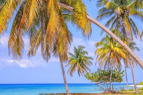 Tropisch strand met palmbomen en helderblauwe zee in Cuba