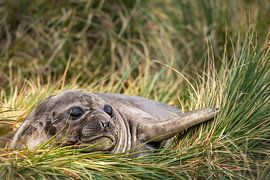 Zeeolifant pup op South Georgia van Ron van der Stappen