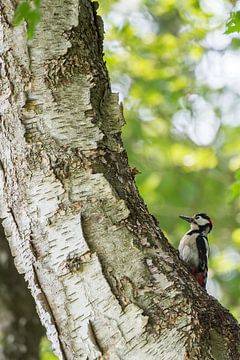 Great spotted woodpecker by Danny Slijfer Natuurfotografie