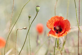 Mohnblume