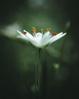 Blume mit Details