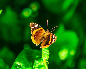 closeup van een vlinder van nick ringelberg