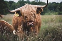 Schotse hooglander