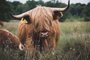 Scottish Highlander by Anouk Poelstra