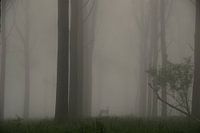 Encounter with a roebuck