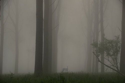 Ontmoeting met een reebok