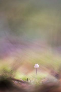 Pilz von Mariëro Fotografie