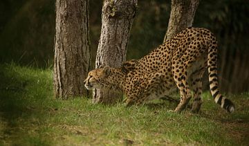 Cheeta von Frank Smedts