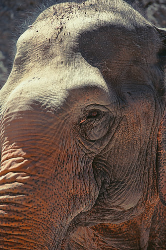 Close-up of an Asian elephant's eye