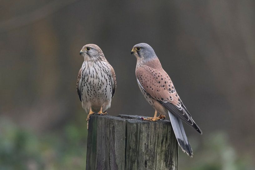 Torenvalk man en vrouw van Merijn Loch