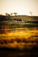Nature photography - Deer in Amsterdam Water Supply Dunes vertical