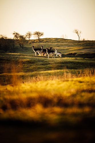 Naturfotografie - Hirsche in Amsterdam Wasserversorgung Dünen vertikal