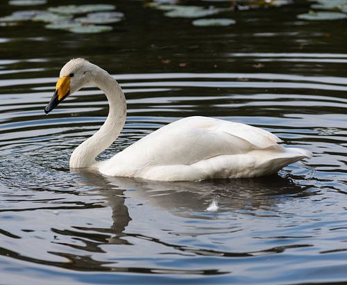 Wild swan in winter
