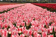 Tulpen van Marco van de Pol thumbnail