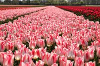 Tulpen