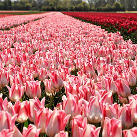Tulpen von Marco van de Pol